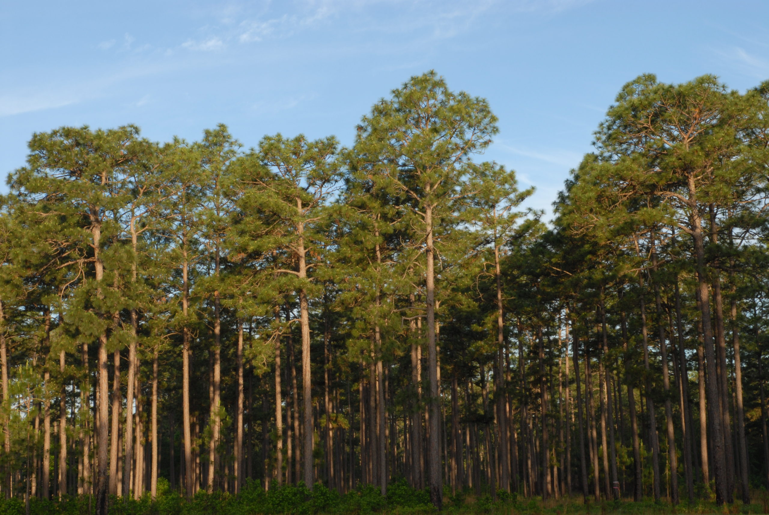 Longleaf Pine