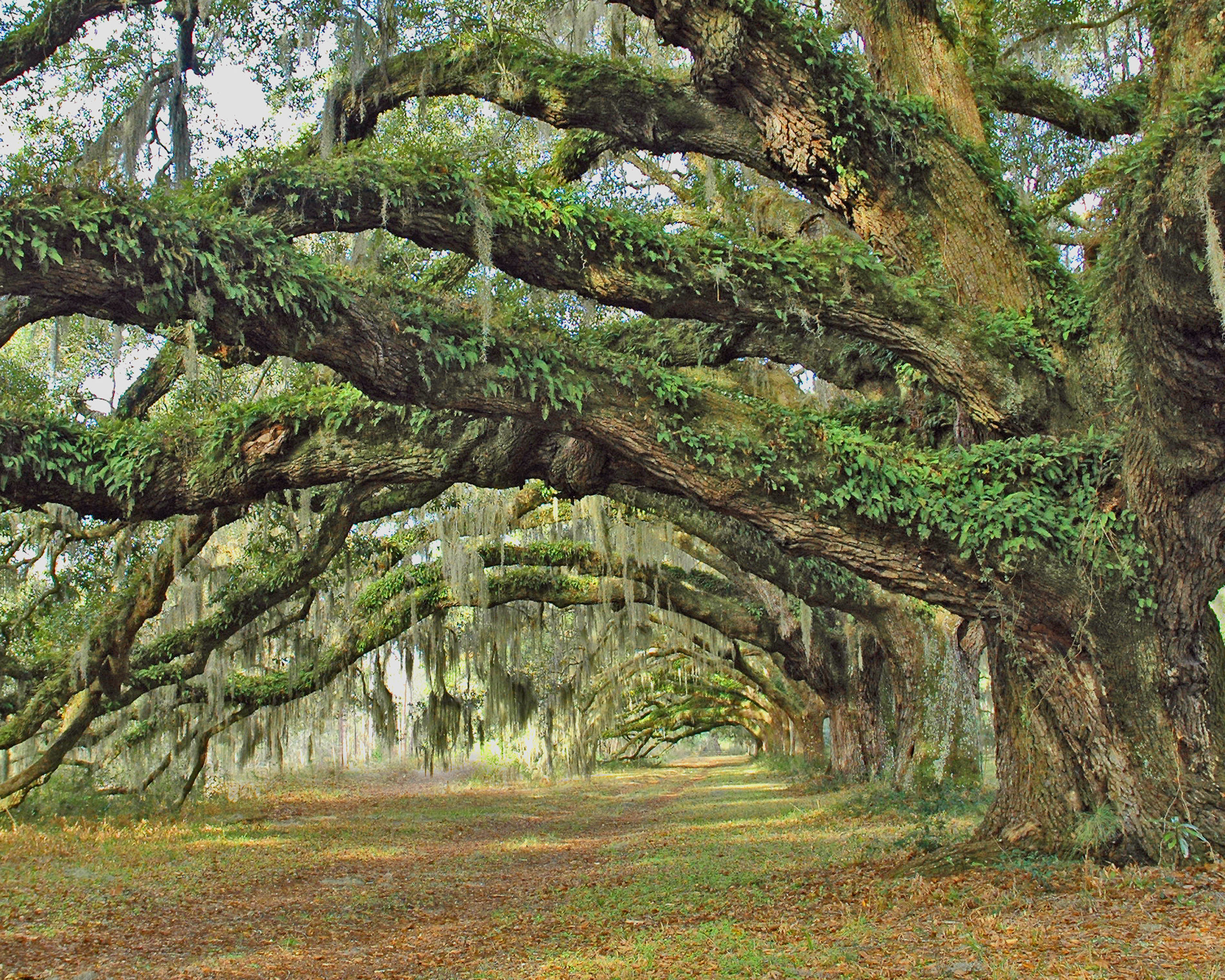 Dixie Oaks 1