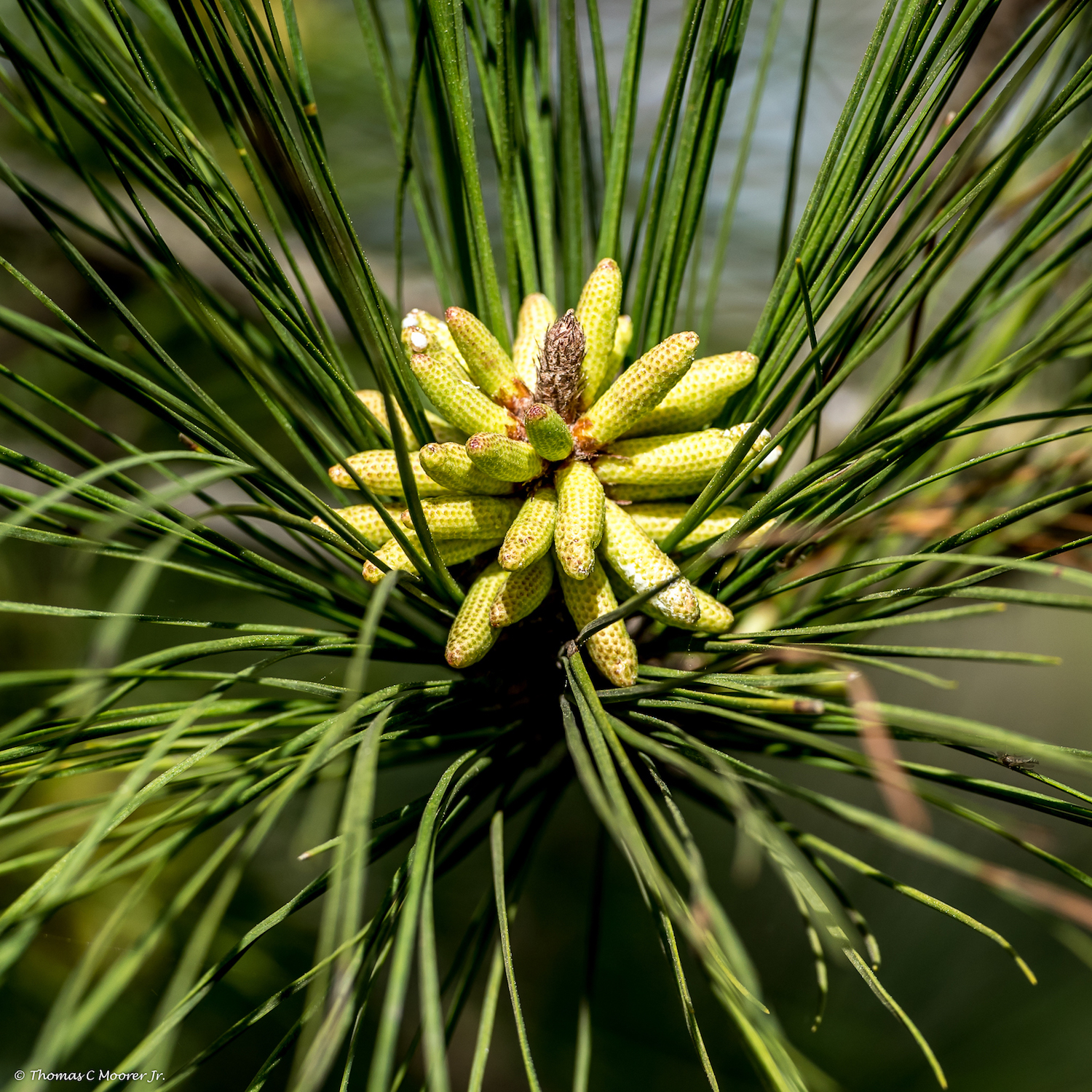 Longleaf